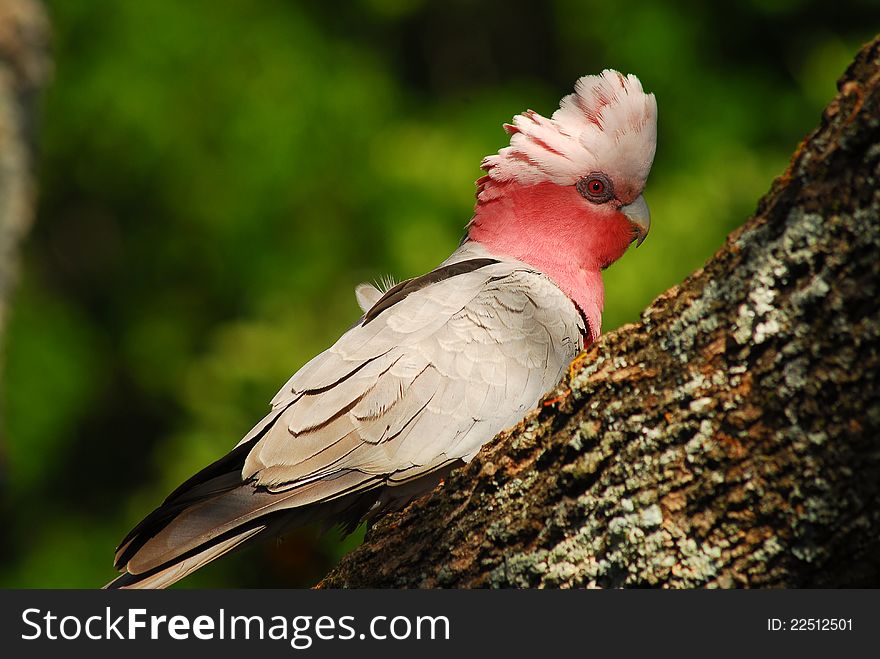 Australian Galah or Cockatoo