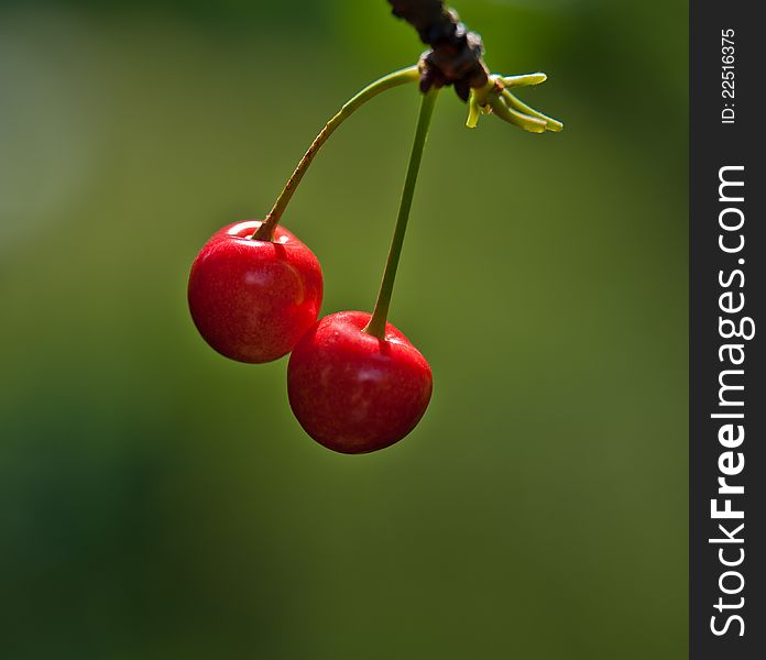 Pair of a red sweet cherry on a green background in a garden