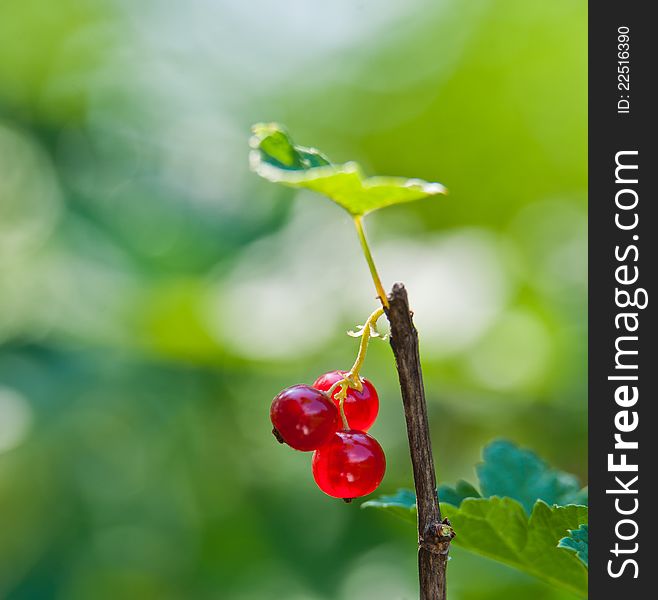 Cluster of a red currant on green ????? in a bright sunny day