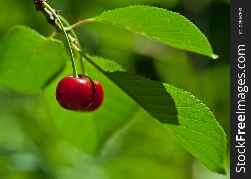 Pair of a red sweet cherry on a green background in a garden