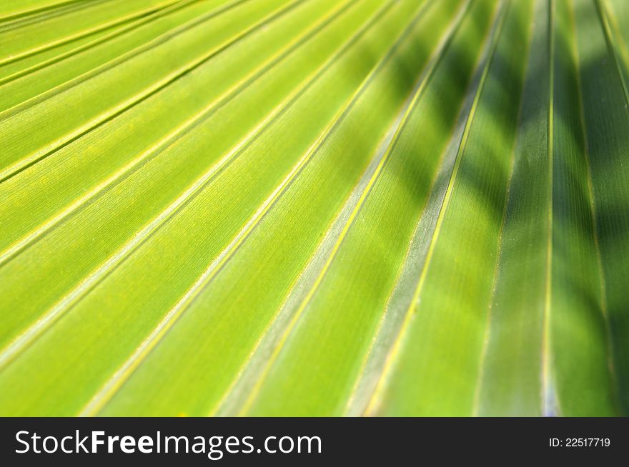 Close up shot of green palm leaf background