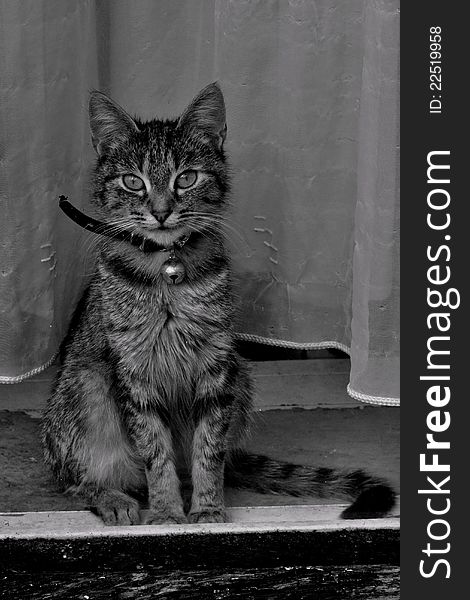 Mono shot of a cat on a window sill. Mono shot of a cat on a window sill