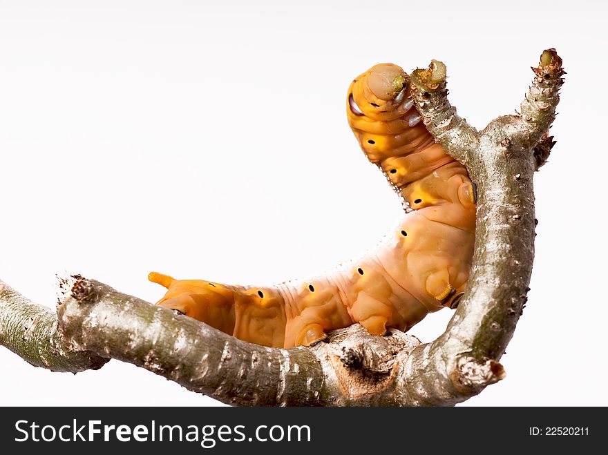 Caterpillar on twig on white background