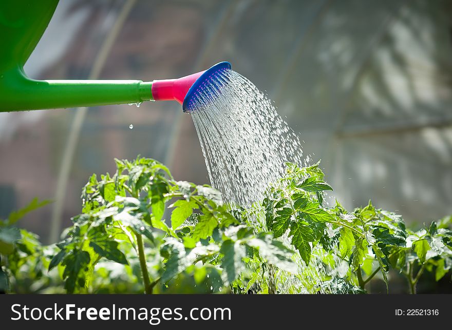 Watering seedling tomato in Greenhouse