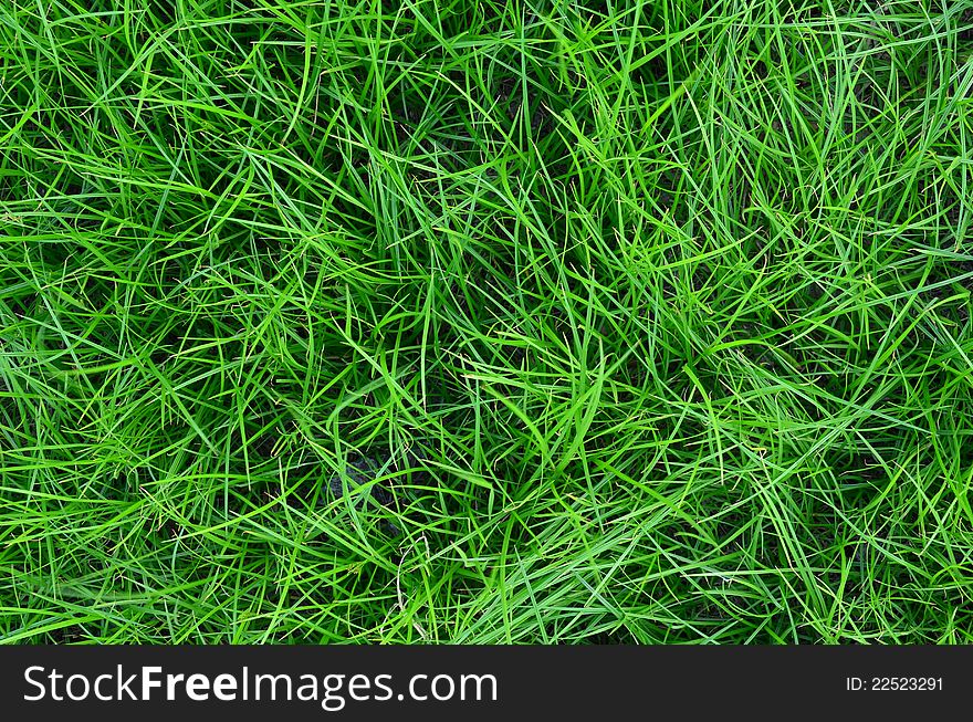 A field covered with fresh green grass, creating a nice texture. A field covered with fresh green grass, creating a nice texture