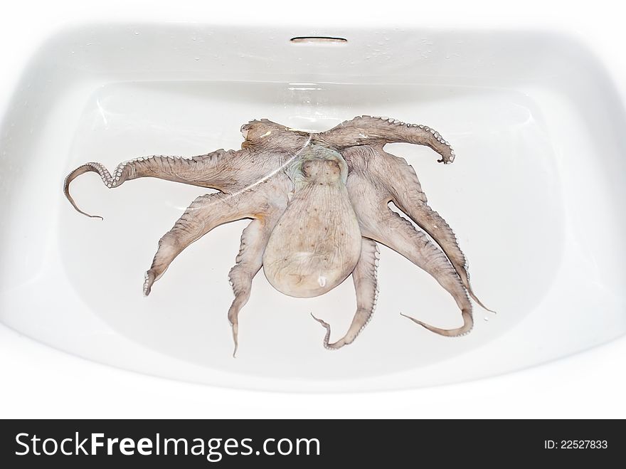 Alive octopus shot in white washbasin