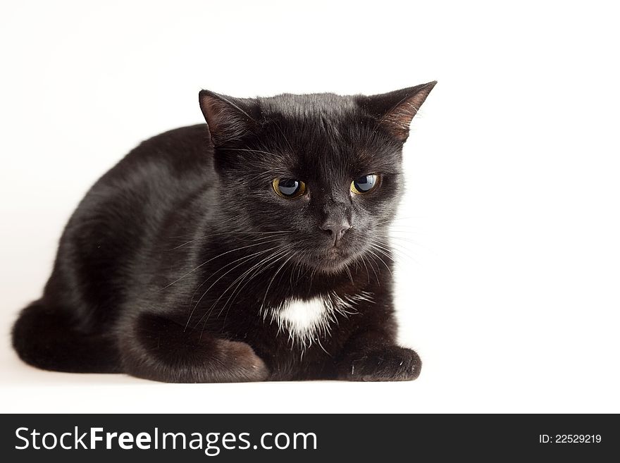 Cute black cat isolated on white