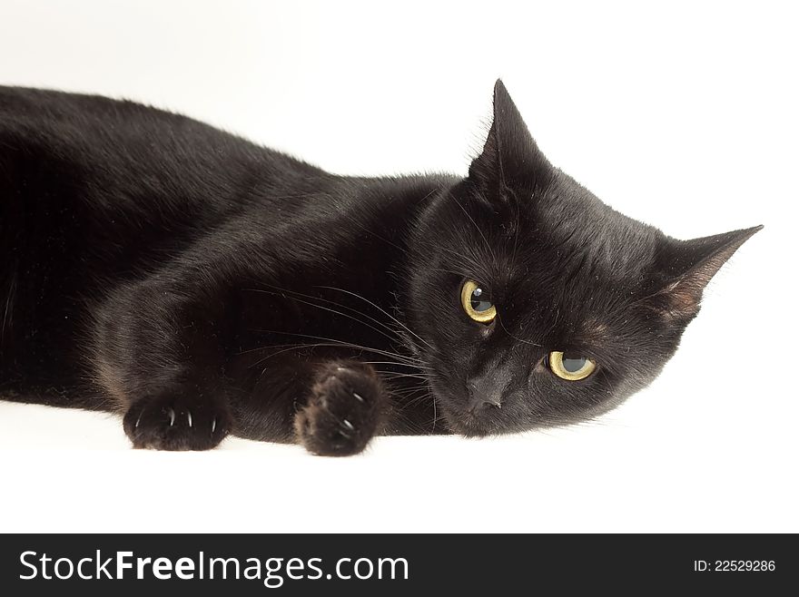 Cute black cat isolated on white