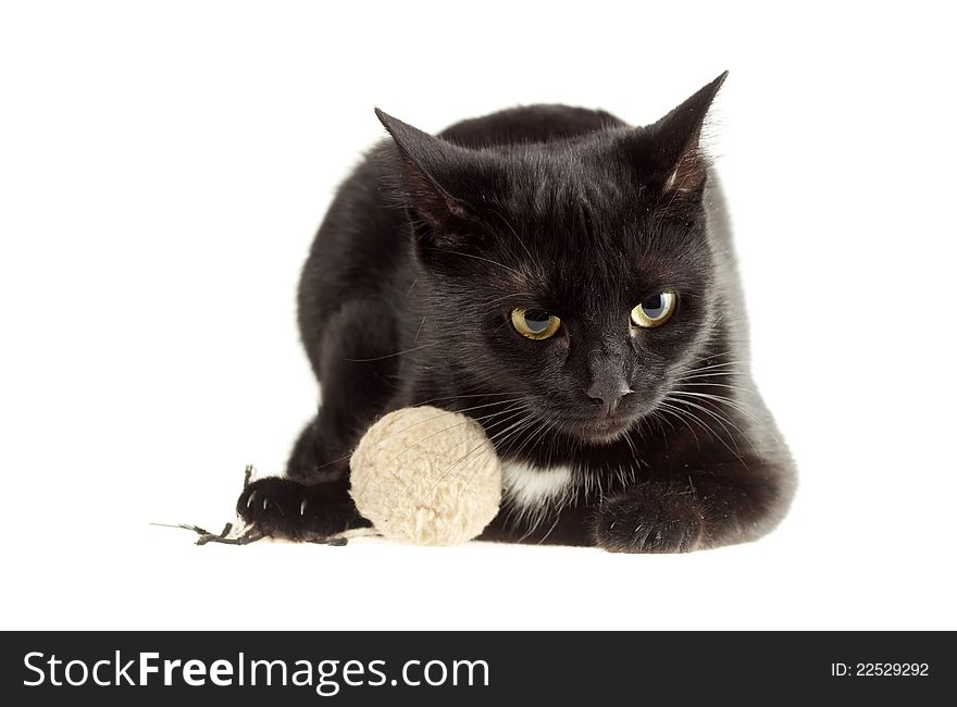 Cute black cat isolated on white