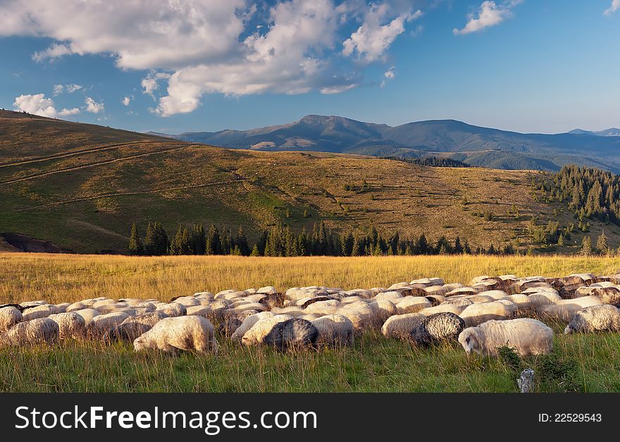 Summer landscape with a herd of sheep. Ukraine, the Carpathian mountains. Summer landscape with a herd of sheep. Ukraine, the Carpathian mountains