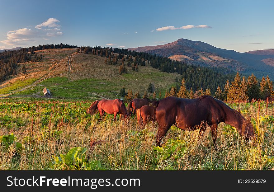 Summer landscape in the mountains