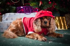 Little Santa Helper Royalty Free Stock Photos Little Santa Helper Royalty Free Stock Photos
