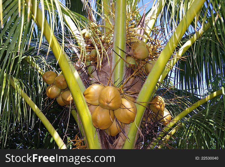 These exotic young coconuts are held high up on the mother tree. These exotic young coconuts are held high up on the mother tree.