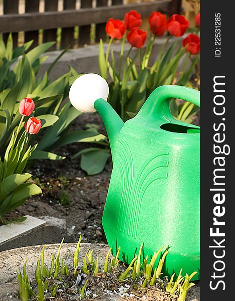 Watering can among red tulips in yard