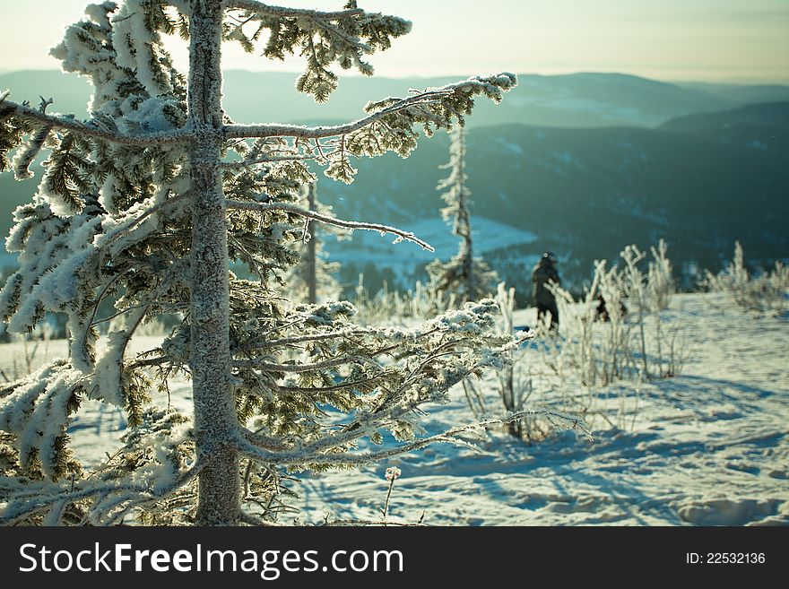 Mountain Landscape with a fur tree