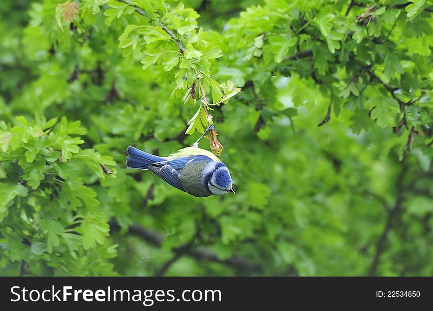 An acrobatic bluetit, hanging from a hawthorn twig, whilst searching for small insects and greenfly. An acrobatic bluetit, hanging from a hawthorn twig, whilst searching for small insects and greenfly