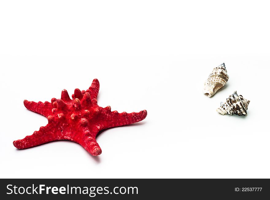 Starfish with 2 shells on pure white background