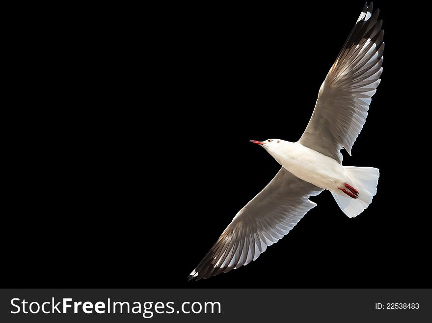 Flying Seagull isolated on black with clipping path