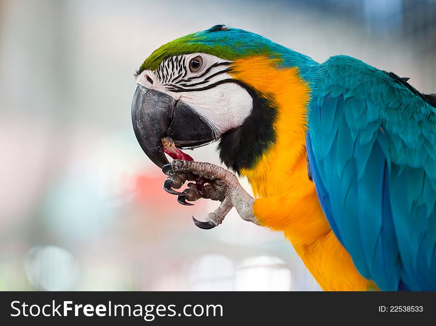 Closeup Macaw bird eating fruit. Closeup Macaw bird eating fruit