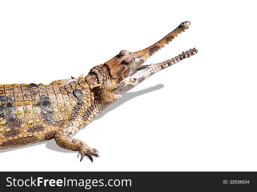 Crocodile on white background with shadow and clipping path. Crocodile on white background with shadow and clipping path