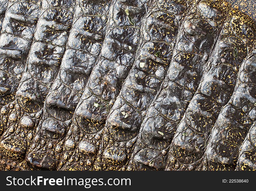 Crocodile skin closeup, useful for background or texture