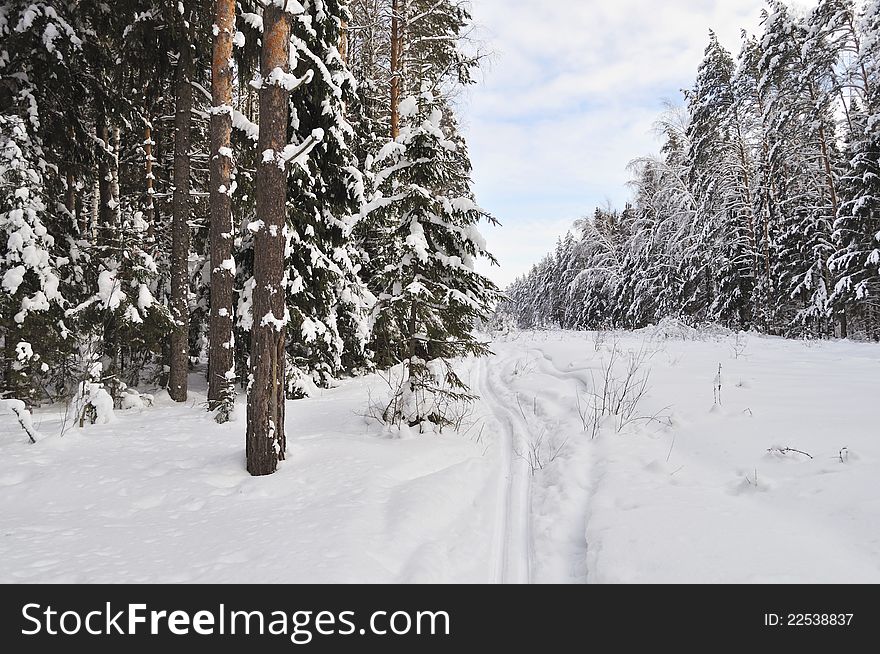 Winter forest with ski track, Russia. Winter forest with ski track, Russia