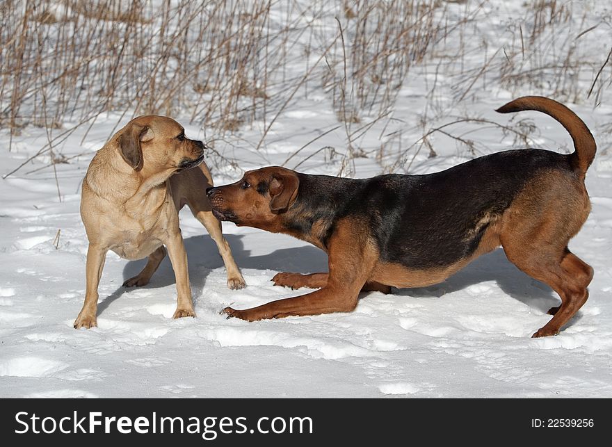A Boxer shepherd mix gets in the playing pose with a Puggle. A Boxer shepherd mix gets in the playing pose with a Puggle.
