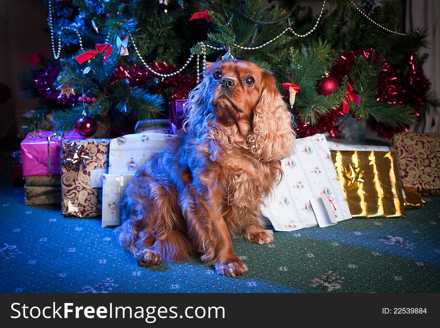 Cute Christmas dog in santa dress and tree with decorations and gifts on the background. Cute Christmas dog in santa dress and tree with decorations and gifts on the background