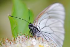 The Butterfly. Wild Flower. Royalty Free Stock Image The Butterfly. Wild Flower. Royalty Free Stock Image