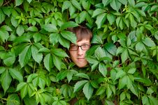 Face Among Ivy. Stock Photo Face Among Ivy. Stock Photo