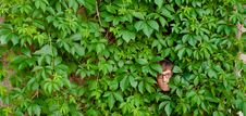 Face Among Ivy. Royalty Free Stock Photography Face Among Ivy. Royalty Free Stock Photography