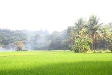 Lush Green Paddy Field Stock Photo Lush Green Paddy Field Stock Photo
