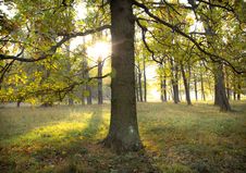 Sun Through Trees Royalty Free Stock Images Sun Through Trees Royalty Free Stock Images