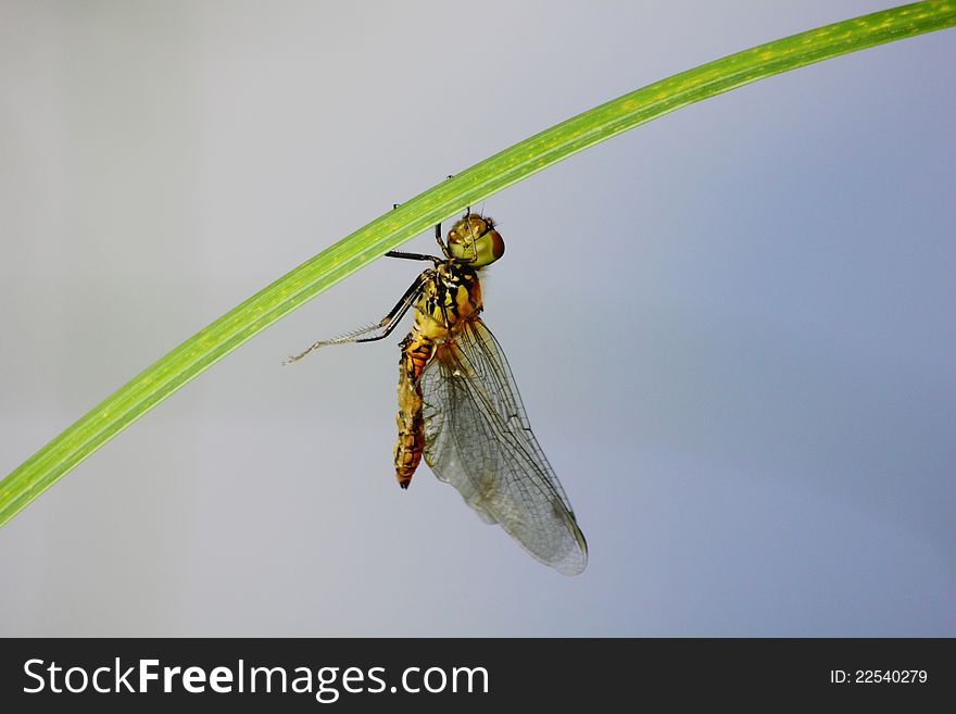 Dragonfly sitting on plant leaves. Summer meadow. Dragonfly sitting on plant leaves. Summer meadow.