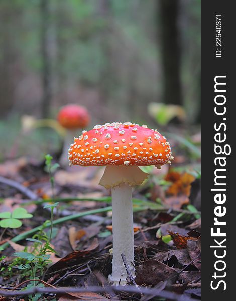 A fly agaric growing on the ground in summer wood. A fly agaric growing on the ground in summer wood.