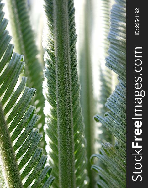 The leaves of cycad plant unfurling. The leaves of cycad plant unfurling