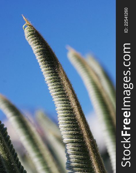 The new leaves of cycad plant unfurling