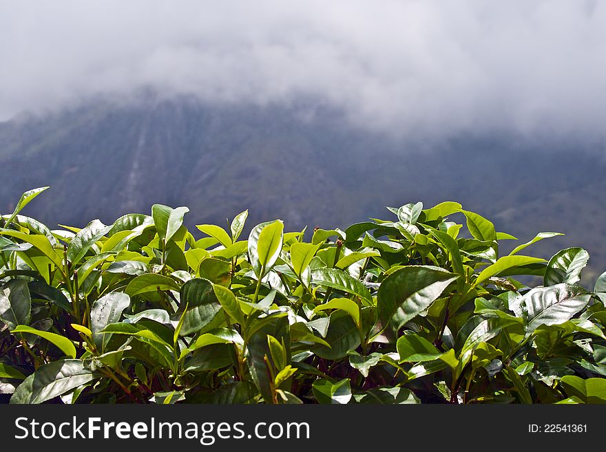 Tea Leaves on mountain plantations in Sri Lanka. Tea Leaves on mountain plantations in Sri Lanka