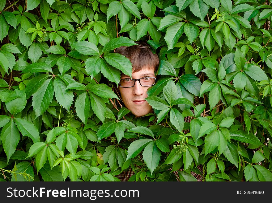 A young man among the thickets of ivy. A young man among the thickets of ivy.