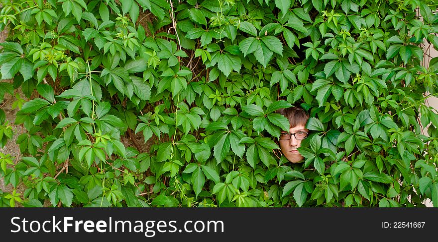A young man among the thickets of ivy. A young man among the thickets of ivy.