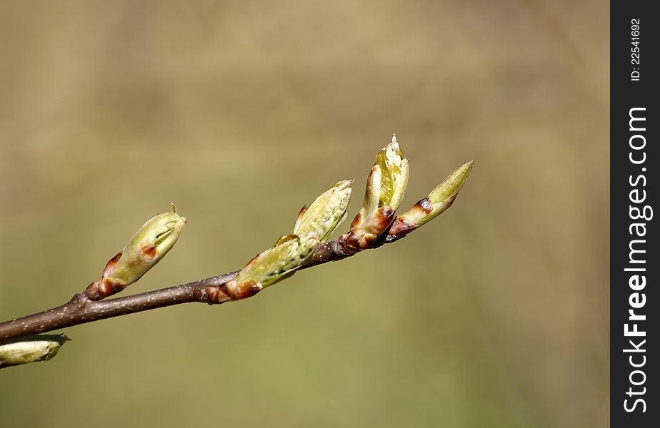 Young spring branch with buds against the blur forest background