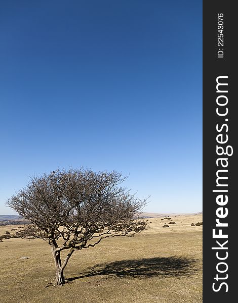 Portrait view of a solitary tree in Dartmoor National Park