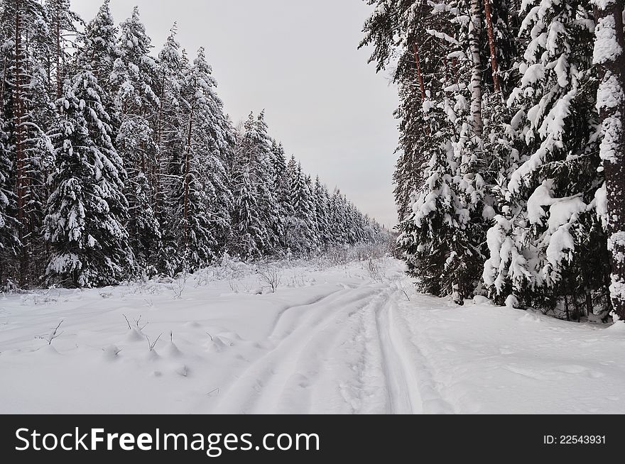 Trails in the snow-covered winter forest, Russia. Trails in the snow-covered winter forest, Russia