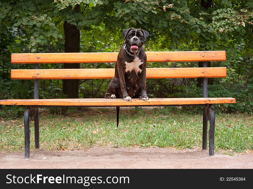 German boxer dog breed is sitting on a yellow bench. German boxer dog breed is sitting on a yellow bench