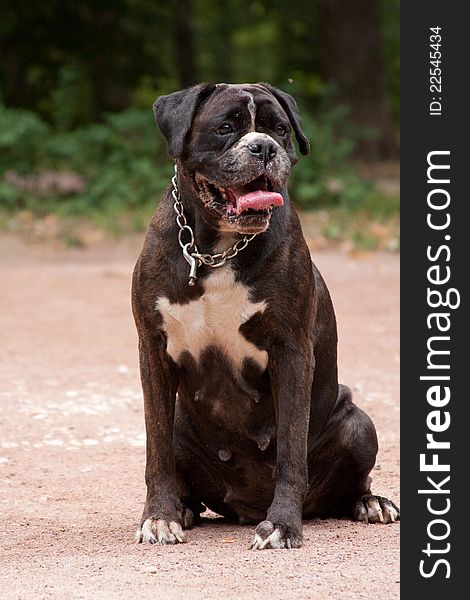 German boxer dog breed is sitting on the sandy ground in a metal collar. German boxer dog breed is sitting on the sandy ground in a metal collar