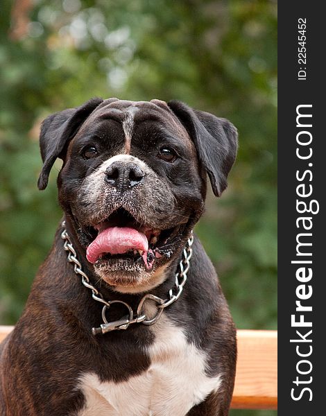 Portrait of a boxer dog breed on the background of green foliage and yellow benches. Portrait of a boxer dog breed on the background of green foliage and yellow benches