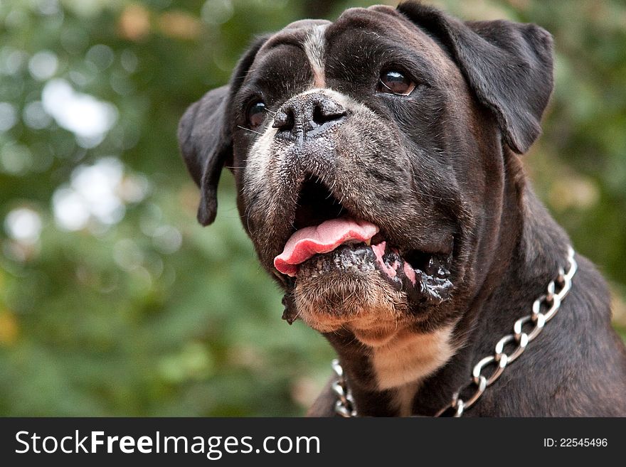 Boxer dog breed looks curious glance. Boxer dog breed looks curious glance