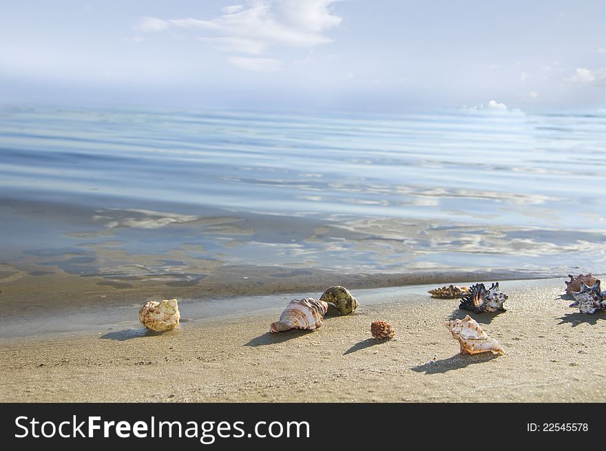 Cockleshells lie on sand ashore. Cockleshells lie on sand ashore