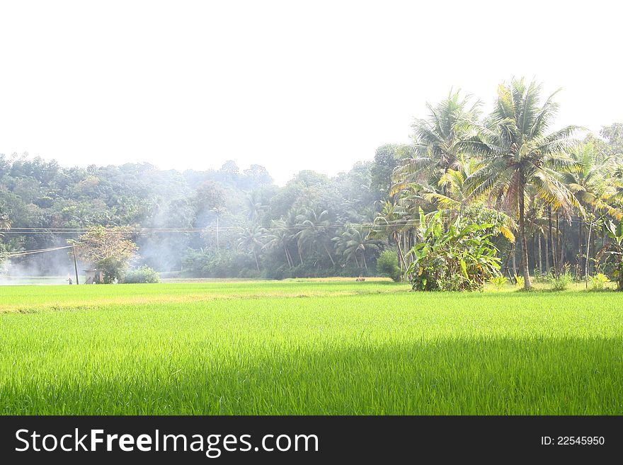 Lush Green Paddy Field in Kerala, South India.