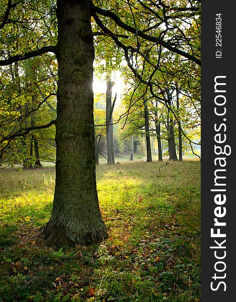 A tree on a grassy field. A tree on a grassy field